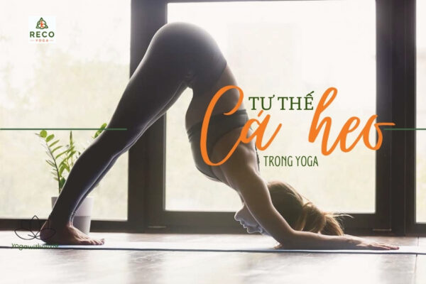 Tư thế cá heo (Dolphin Pose): Bài tập lý tưởng cho vai và cột sống