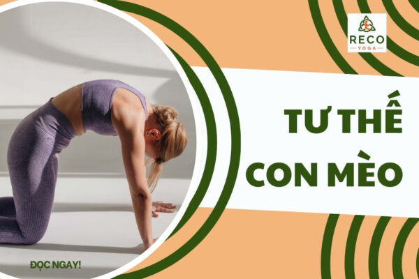 Tư thế con mèo bò: Nắn chỉnh cột sống, cải thiện tư thế