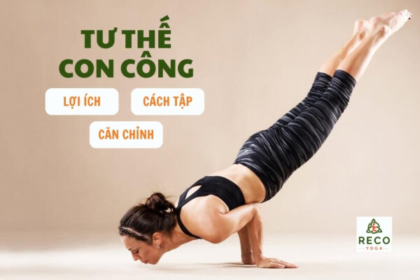 Lợi ích và cách vào tư thế con công trong yoga